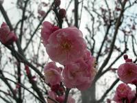 濃いピンク色の梅の花