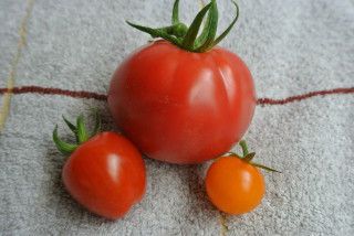 大玉トマト収穫（7月5日）