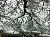 枝に積もった雪