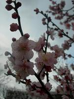 薄いピンク色の梅の花